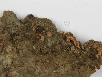 登錄號:F0010950藏品圖，第3張