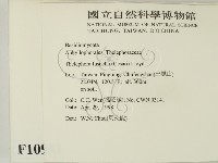 棕色革菌藏品圖，第2張