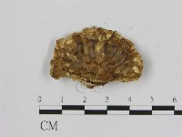 登錄號:F0010956藏品圖，第3張