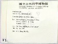 毛木耳藏品圖，第2張