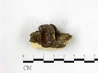 毛木耳藏品圖，第3張