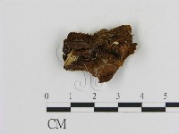 纖孔菌屬藏品圖，第1張