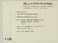 棕色革菌藏品圖，第2張