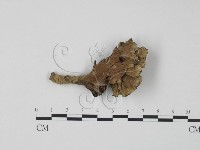 棕色革菌藏品圖，第3張