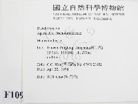 微皮傘屬藏品圖，第2張