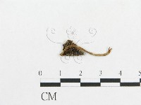 登錄號:F0010963藏品圖，第1張