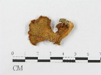 登錄號:F0010964藏品圖，第1張