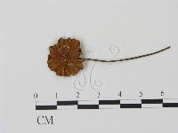 登錄號:F0010965藏品圖，第1張