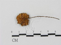 登錄號:F0010965藏品圖，第3張