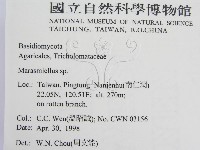 微皮傘屬藏品圖，第2張