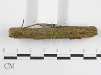 微皮傘屬藏品圖，第3張