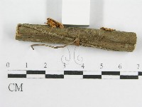 微皮傘屬藏品圖，第4張