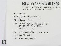 小皮傘屬藏品圖，第2張