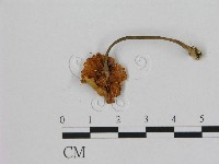 小皮傘屬藏品圖，第3張