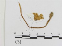 登錄號:F0010971藏品圖，第1張