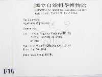 鬼傘屬藏品圖，第2張