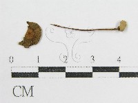 鬼傘屬藏品圖，第3張