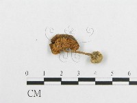 登錄號:F0010974藏品圖，第3張