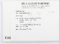 傘菌屬藏品圖，第2張