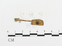 傘菌屬藏品圖，第3張