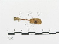 傘菌屬藏品圖，第4張