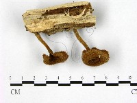 登錄號:F0010980藏品圖，第1張
