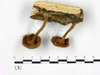 登錄號:F0010980藏品圖，第3張