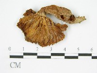 登錄號:F0010981藏品圖，第1張