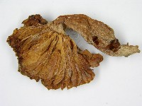 登錄號:F0010981藏品圖，第4張