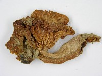 登錄號:F0010981藏品圖，第5張