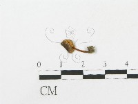 登錄號:F0010983藏品圖，第3張