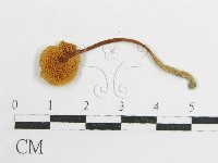 登錄號:F0010984藏品圖，第3張