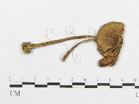 登錄號:F0010986藏品圖，第1張