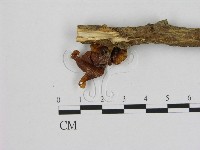 登錄號:F0010987藏品圖，第1張