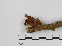 登錄號:F0010987藏品圖，第3張