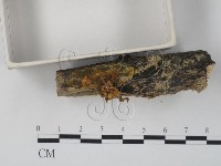 登錄號:F0010990藏品圖，第3張