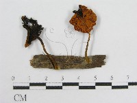 登錄號:F0010991藏品圖，第1張