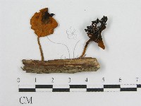 登錄號:F0010991藏品圖，第3張