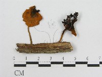 登錄號:F0010991藏品圖，第4張