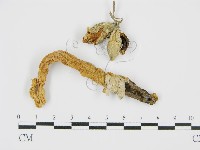 登錄號:F0010992藏品圖，第1張