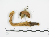 登錄號:F0010992藏品圖，第3張