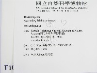 微皮傘屬藏品圖，第2張