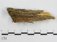 微皮傘屬藏品圖，第3張