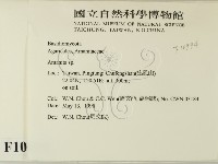 鵝膏屬藏品圖，第2張
