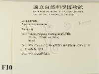 鵝膏屬藏品圖，第2張