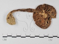 鵝膏屬藏品圖，第1張