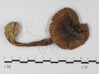 鵝膏屬藏品圖，第3張