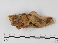 登錄號:F0010996藏品圖，第1張