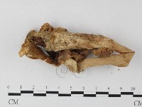 登錄號:F0010996藏品圖，第4張