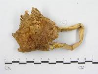 登錄號:F0010997藏品圖，第4張